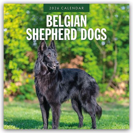 Robin Red: Belgian Shepherd - Belgischer Schäferhund 2026 - 16-Monatskalender, Kalender
