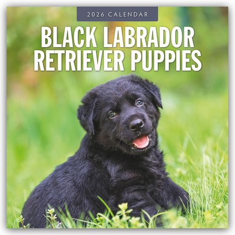 Robin Red: Black Labrador Retriever Puppies - Schwarze Labrador Retriever Welpen 2026 - 16-Monatskalender, Kalender