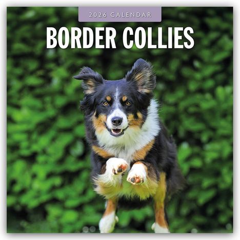 Robin Red: Border Collies - Border Collie 2026 - 16-Monatskalender, Kalender
