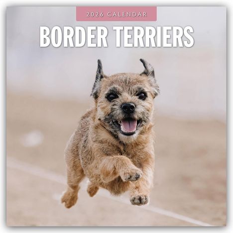 Robin Red: Border Terriers - Border Terrier 2026 - 16-Monatskalender, Kalender