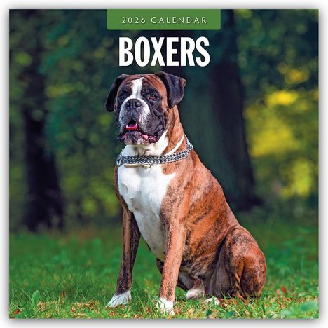 Robin Red: Boxers - Deutscher Boxer 2026 - 16-Monatskalender, Kalender