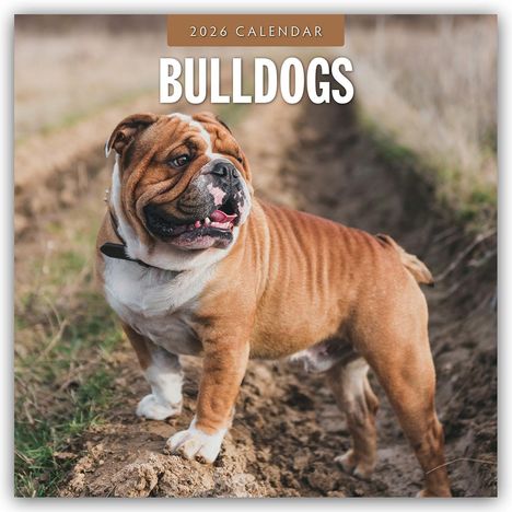 Robin Red: Bulldogs - Bulldoggen 2026 - 16-Monatskalender, Kalender
