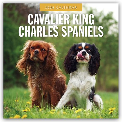 Robin Red: Cavalier King Charles Spaniels - Cavalier King Charles Spaniel 2026 - 16-Monatskalender, Kalender