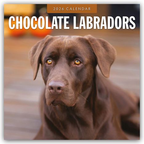 Robin Red: Chocolate Labrador Retrievers - Schokoladenbraune Labrador Retriever 2026 - 16-Monatskalender, Kalender