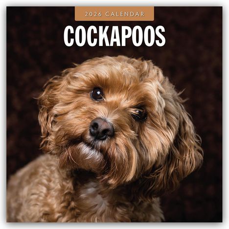 Robin Red: Cockapoos - Cockapoo 2026 - 16-Monatskalender, Kalender