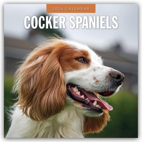 Robin Red: Cocker Spaniels - Cocker Spaniel 2026 - 16-Monatskalender, Kalender