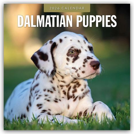 Robin Red: Dalmatian Puppies - Dalmatiner Welpen 2026 - 16-Monatskalender, Kalender