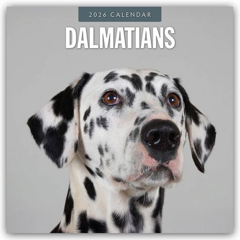 Robin Red: Dalmatians - Dalmatiner 2026 - 16-Monatskalender, Kalender