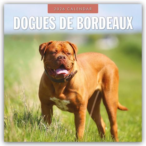 Robin Red: Dogues de Bordeaux - Bordeauxdoggen - Bordeaux Doggen 2026 - 16-Monatskalender, Kalender