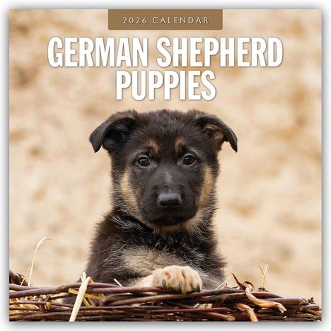 Robin Red: German Shepherd Puppies - Deutsche Schäferhunde Welpen 2026 - 16-Monatskalender, Kalender