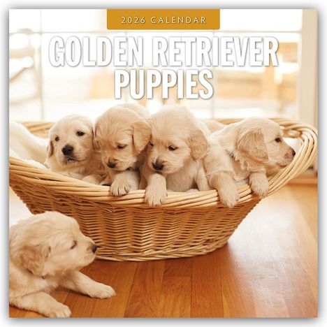 Robin Red: Golden Retriever Puppies - Golden Retriever Welpen 2026 - 16-Monatskalender, Kalender