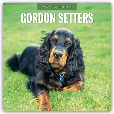 Robin Red: Gordon Setters - Gordon Setter 2026 - 16-Monatskalender, Kalender