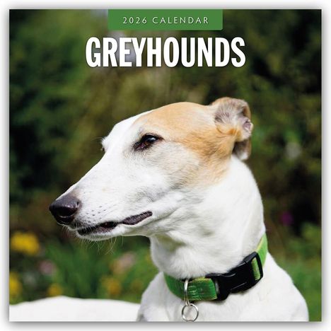 Robin Red: Greyhound - Windhund 2026 - 16-Monatskalender, Kalender