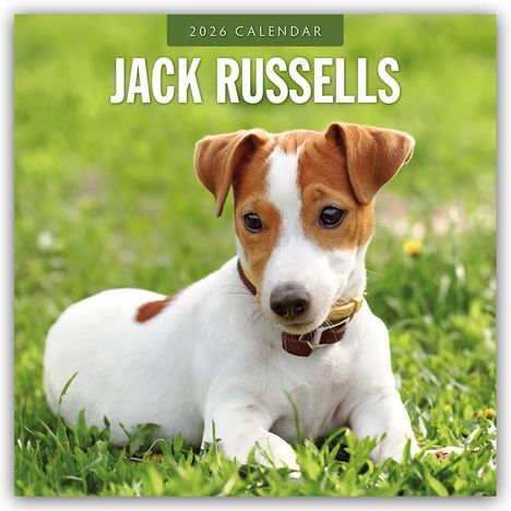 Robin Red: Jack Russells - Jack Russell Terrier 2026 - 16-Monatskalender, Kalender