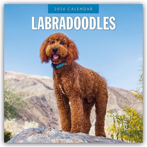 Robin Red: Labradoodles - Labradoodle 2026 - 16-Monatskalender, Kalender