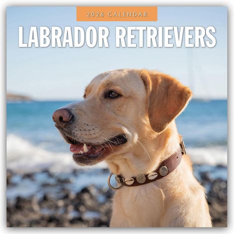 Robin Red: Labrador Retrievers - Labrador Retriever 2026 - 16-Monatskalender, Kalender