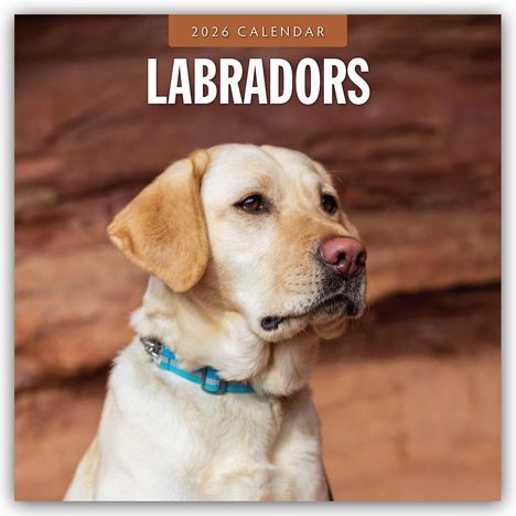 Robin Red: Labradors - Labradore - Labrador Retriever 2026 - 16-Monatskalender, Kalender