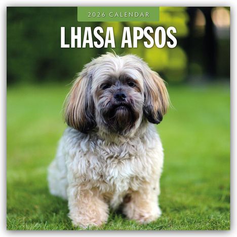 Robin Red: Lhasa Apsos - Lhasa Apso 2026 - 16-Monatskalender, Kalender