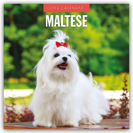 Robin Red: Maltese - Malteser 2026 - 16-Monatskalender, Kalender