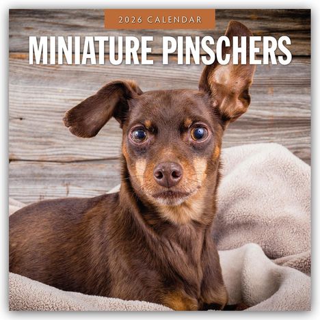 Robin Red: Miniature Pinschers - Zwergpinscher - Rehpinscher 2026 - 16-Monatskalender, Kalender