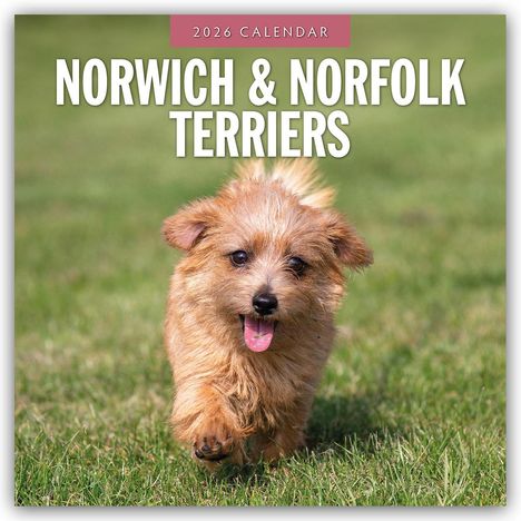 Robin Red: Norwich Terrier und Norfolk Terrier 2026 - 16-Monatskalender, Kalender