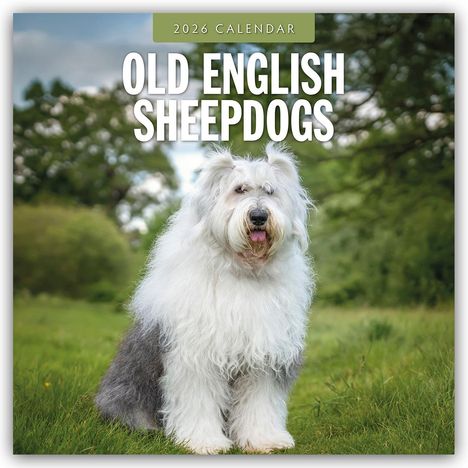 Robin Red: Old English Sheepdogs - Bobtail 2026 - 16-Monatskalender, Kalender