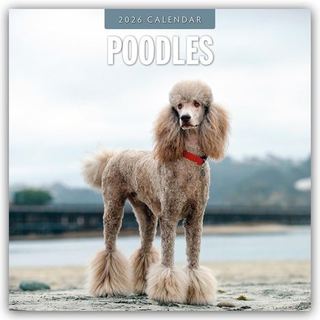 Robin Red: Poodles - Pudel 2026 - 16-Monatskalender, Kalender