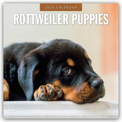 Robin Red: Rottweiler Puppies - Rottweiler Welpen 2026 - 16-Monatskalender, Kalender