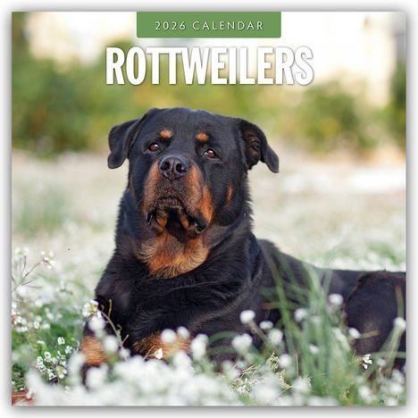 Robin Red: Rottweilers - Rottweiler 2026 - 16-Monatskalender, Kalender