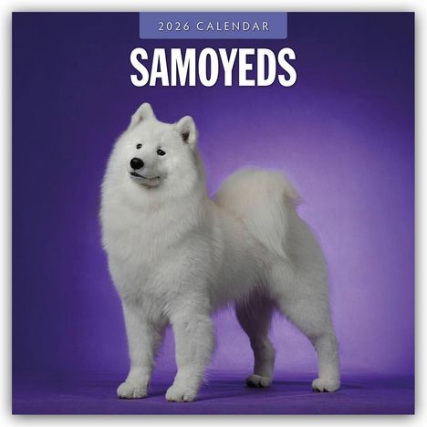 Robin Red: Samoyeds - Samojede - Samojedenspitz 2026 - 16-Monatskalender, Kalender
