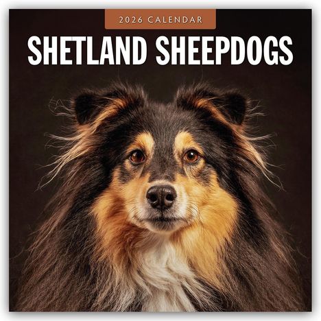 Robin Red: Shetland Sheepdogs - Sheltie 2026 - 16-Monatskalender, Kalender