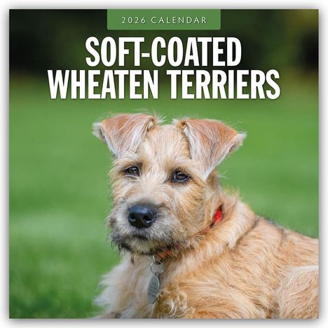 Robin Red: Soft-Coated Wheaten Terriers - Soft-Coated Wheaten Terrier 2026 - 16-Monatskalender, Kalender
