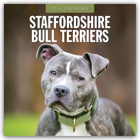 Robin Red: Staffordshire Bull Terriers - Staffordshire Bullterrier 2026 - 16-Monatskalender, Kalender
