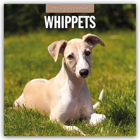 Robin Red: Whippets - Whippet 2026 - 16-Monatskalender, Kalender