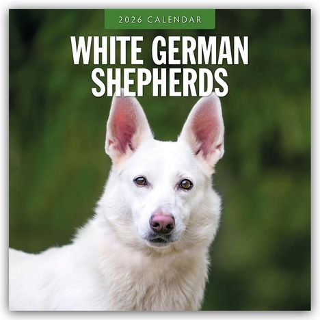 Robin Red: White German Shepherds - Weißer Deutscher Schäferhund 2026 - 16-Monatskalender, Kalender
