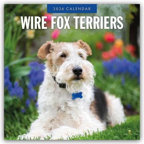 Robin Red: Wire Fox Terriers - Drahthaar Foxterrier 2026 - 16-Monatskalender, Kalender