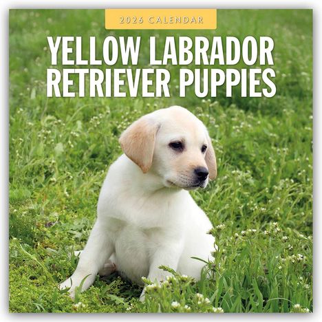 Robin Red: Yellow Labrador Retriever Puppies - Gelbe Labrador Retriever Welpen 2026 - 16-Monatskalender, Kalender