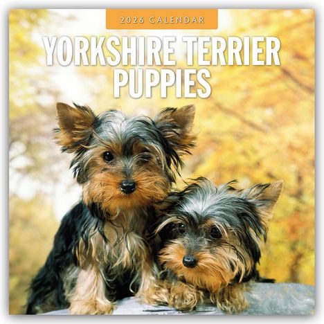 Robin Red: Yorkshire Terrier Puppies - Yorkshire Terrier Hundewelpen 2026 - 16-Monatskalender, Kalender
