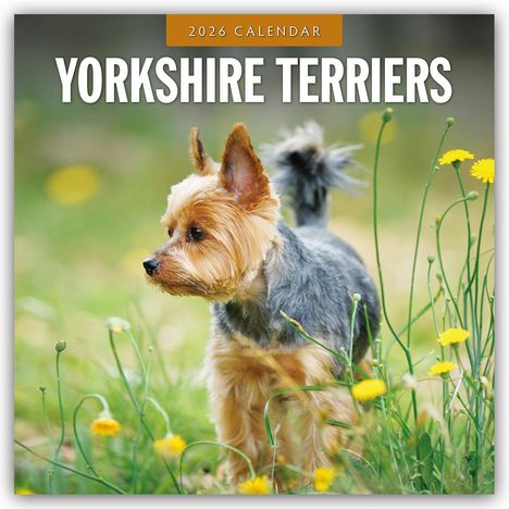 Robin Red: Yorkshire Terriers - Yorkshire Terrier 2026 - 16-Monatskalender, Kalender