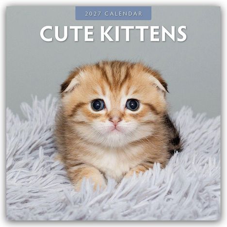 Text: "2027 Calendar", "Cute Kittens". Ein flauschiges Kätzchen sitzt auf einem weichen, grauen Teppich.