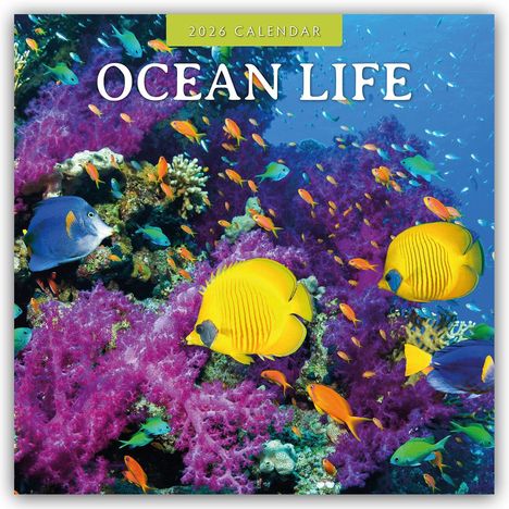 Robin Red: Ocean Life - Leben im Ozean 2026 - 16-Monatskalender, Kalender