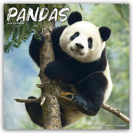 Avonside Publishing Ltd: Pandas - Pandabären 2024- 16-Monatskalender, Kalender