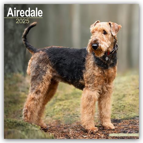 Avonside Publishing: Airedale Terrier 2025 - 16-Monatskalender, Kalender