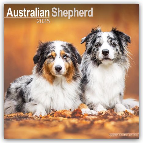 Avonside Publishing Ltd: Australian Shepherd - Australische Schäferhunde 2025 - 16-Monatskalender, Kalender