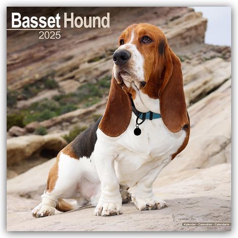 Avonside Publishing Ltd: Basset Hound - Bassets 2025- 16-Monatskalender, Kalender