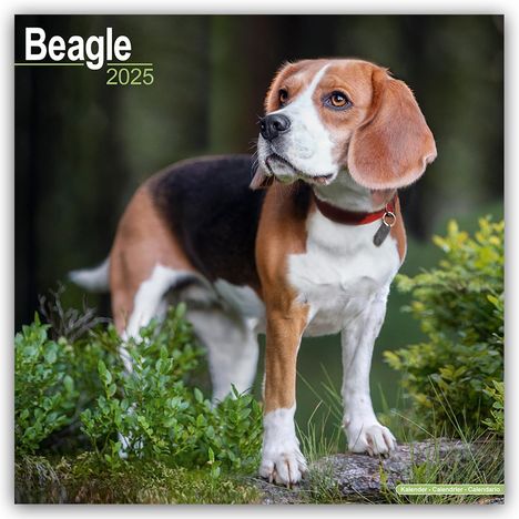 Avonside Publishing Ltd: Beagle 2025 - 16-Monatskalender, Kalender