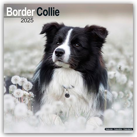 Avonside Publishing Ltd: Border Collie 2025 - 16-Monatskalender, Kalender