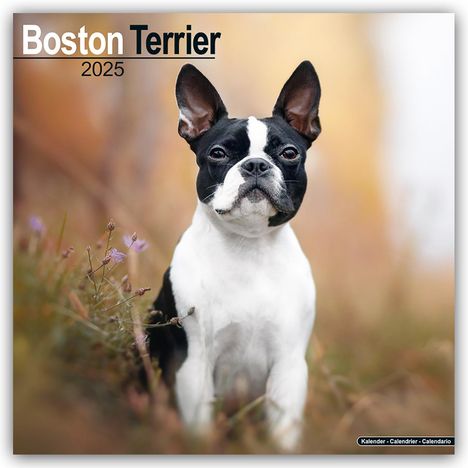Avonside Publishing Ltd: Boston Terrier 2025 - 16-Monatskalender, Kalender