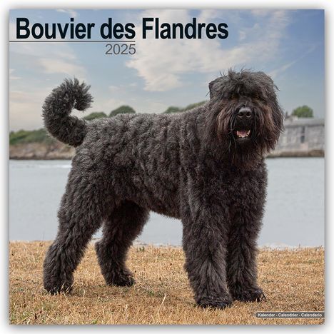 Avonside Publishing Ltd: Avonside Publishing Ltd: Bouvier des Flandres 2025 - 16-Mona, Kalender