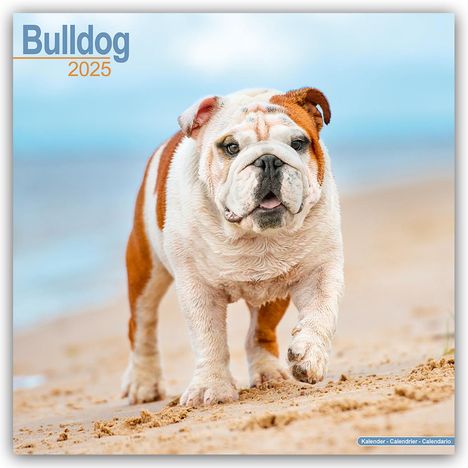 Avonside Publishing Ltd: Bulldog - Bulldoggen 2025 - 16-Monatskalender, Kalender